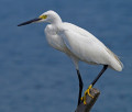 aigrette-garzette-1024x751_jp.jpg