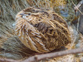 Coturnix_coturnix_(Warsaw_zoo)-1.jpg