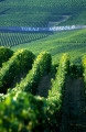Tokaj-Hetszolo-wall-and-vines.jpg